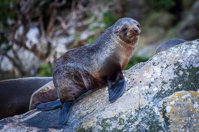 2-Hour Milford Sound Scenic Cruise - Wildlife Viewing: Seals, Dolphins, and the Penguin Moment