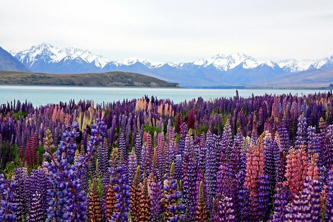 5-Day South Island Tour from Christchurch - Day 3: Queenstown free day, how to use it well