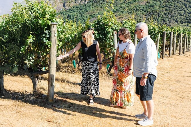 Boutique Wine Tour - visit Central Otago, 4 Wineries & Lunch - Guides, group size, and how the day stays fun