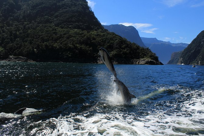 Cruise Milford NZ Small Boutique Cruise Experience - Food Rules: Coffee Is Included, But You Can Bring Your Own