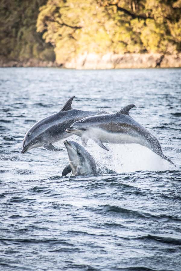 From Queenstown: Doubtful Sound Wilderness Day Trip - Queenstown Coach Ride: Comfortable Seats and Real Commentary