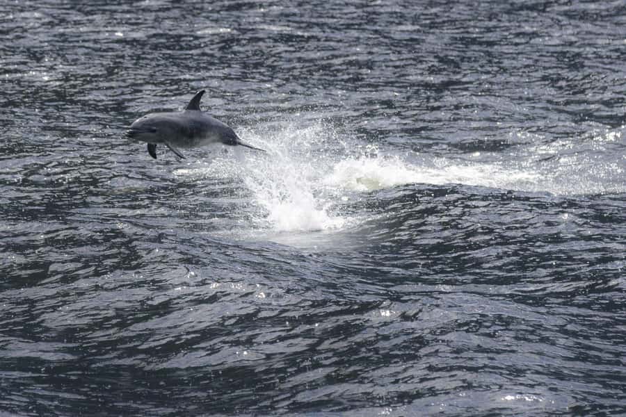 From Queenstown: Milford Sound Cruise and Coach Day Trip - Key highlights to zero in on