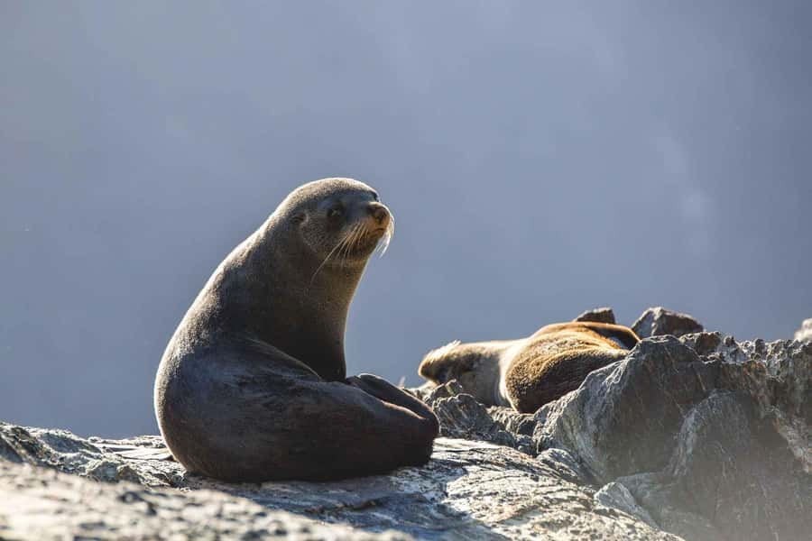 From Queenstown: Milford Sound Cruise and Coach Day Trip - Milford Sound cruise, 2 hours: what you actually get to see