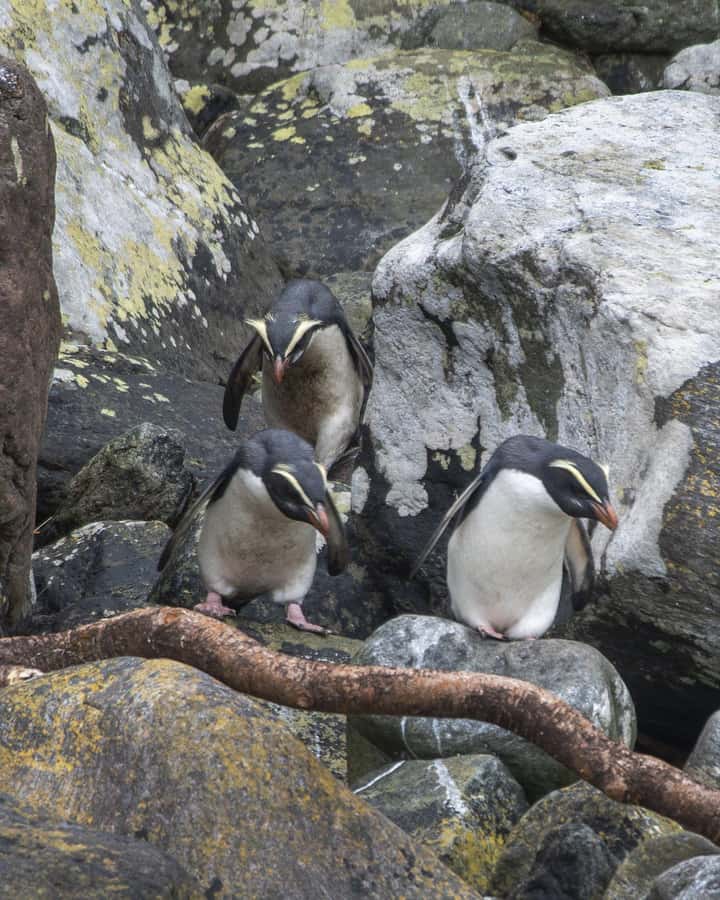From Queenstown: Milford Sound Cruise and Coach Day Trip - Onboard nature guides: live commentary that keeps your attention up