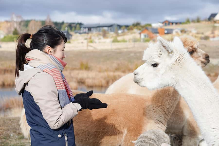 Lake Tekapo: Guided Petting Zoo Visit - Meet the animals: merino, alpaca, pigs, cattle, lambs, rabbits