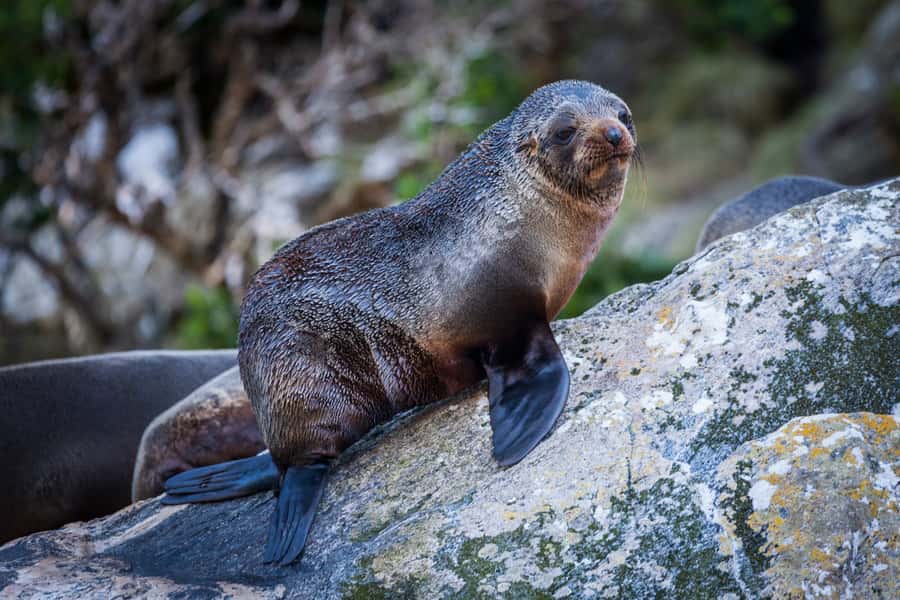 Milford Sound: 2-Hour Small Boat Scenic Cruise - Key highlights you’ll care about