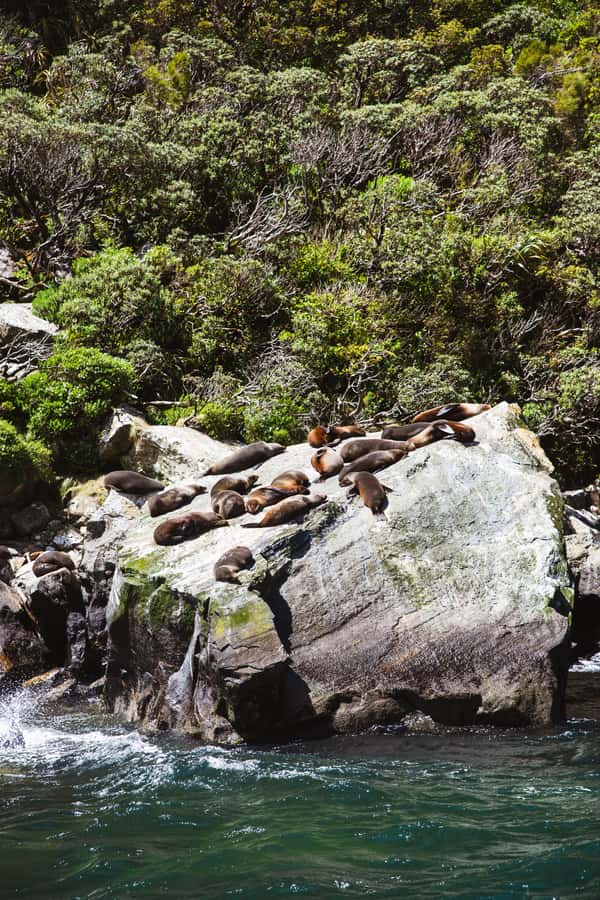 Milford Sound: 2-Hour Small Boat Scenic Cruise - Getting there: Milford Sound Visitor Terminal and parking reality