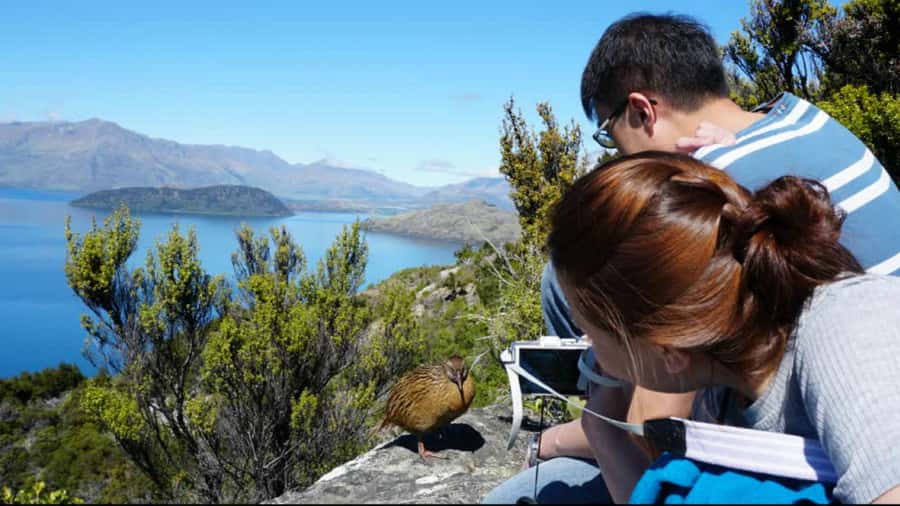 Mou Waho Island: 3-Hour Cruise and Guided Nature Walk - Where you meet and how not to waste time