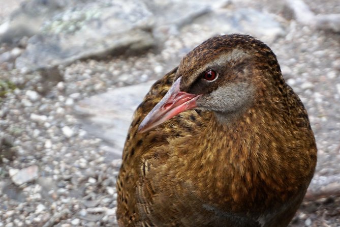 Mou Waho Island Cruise and Guided Nature Walk - Lake Wanaka Cruising, Ruby Island, and Finding the Story in the Water