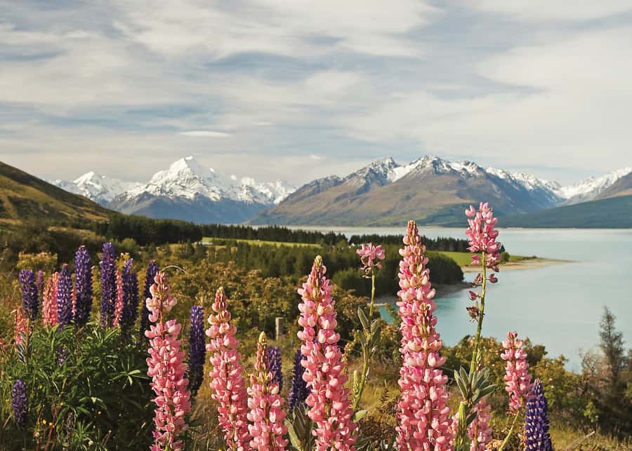 Mt. Cook Day-Tour: Christchurch to Queenstown - Meeting point and timing: know where the day starts