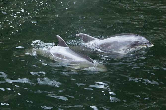 Premium Milford Sound Small Group Tour & Cruise from Queenstown - Te Anau break: a practical pause in the middle of the trip