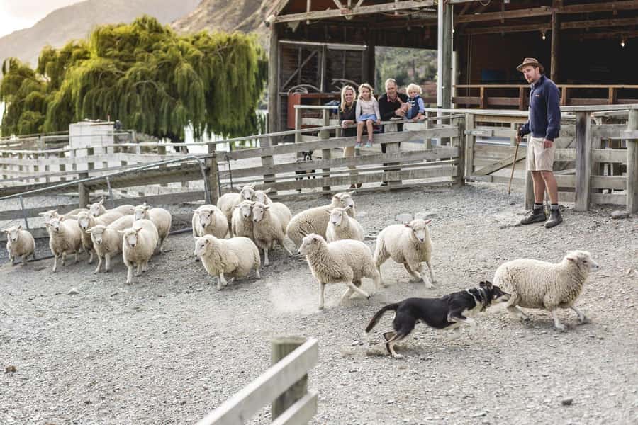 Queenstown: Queenstown Lake Cruise and Walter Peak Farm Tour - Cruising the Lake Whakatipu on TSS Earnslaw or Spirit of Queenstown
