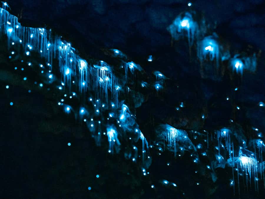 Te Anau: Glowworm Caves Guided Tour - The glowworm grotto: a silent boat ride under hundreds of lights