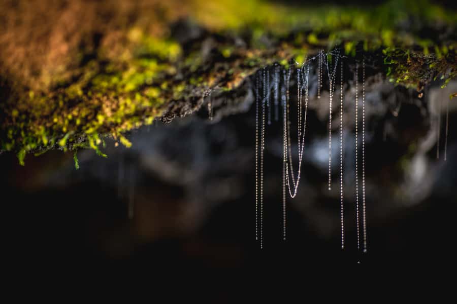 Te Anau: Glowworm Caves Guided Tour - Price and value: what $77 buys you in 135 minutes