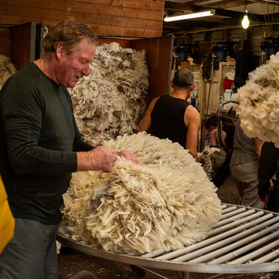 Tekapo: Merino Sheep Shearing and Sheepdog Demonstration - Why Merino wool gets special attention in the global market