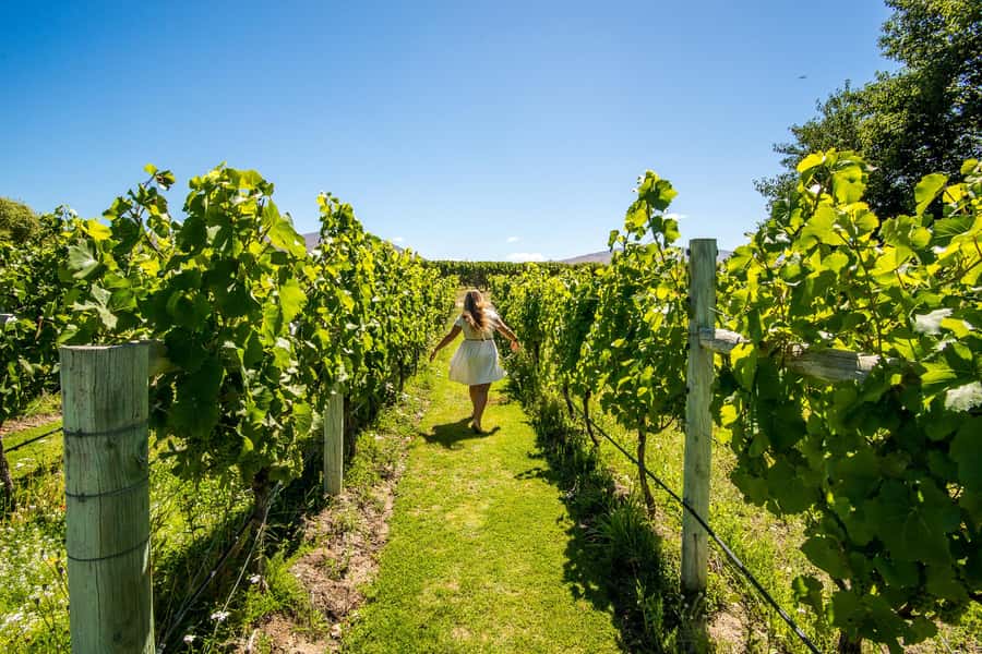 Wanaka: Afternoon Boutique Wine Tour - Who This Tour Suits Best (And Who Might Want Something Else)